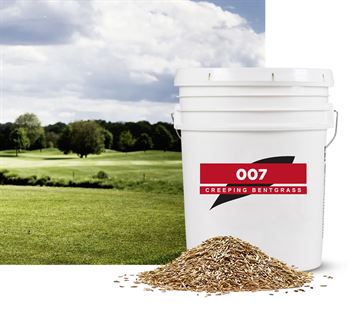 Krybende hvene 007 DSB C 25lbs