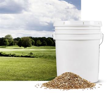 Krybende hvene Proclamation C 25lbs