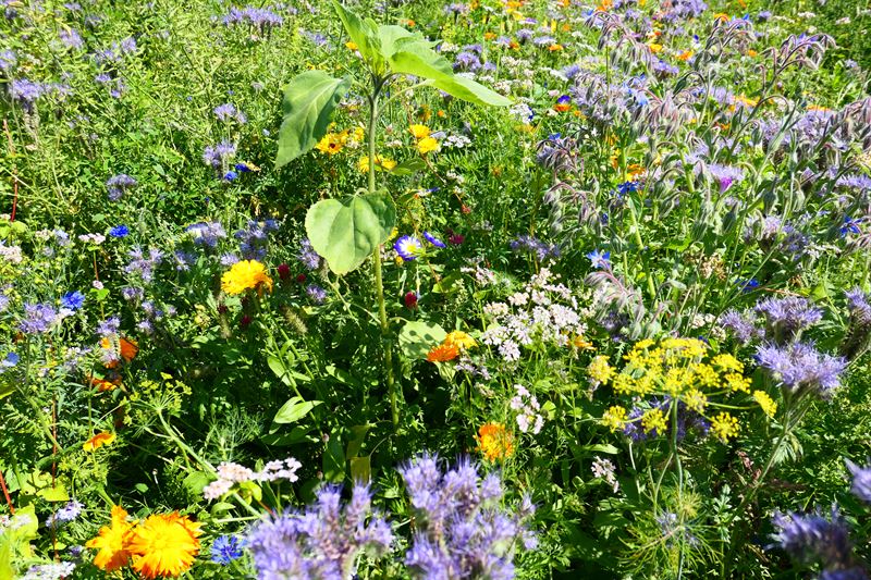 Øko-Blomsterbl. flerårig, 1kg