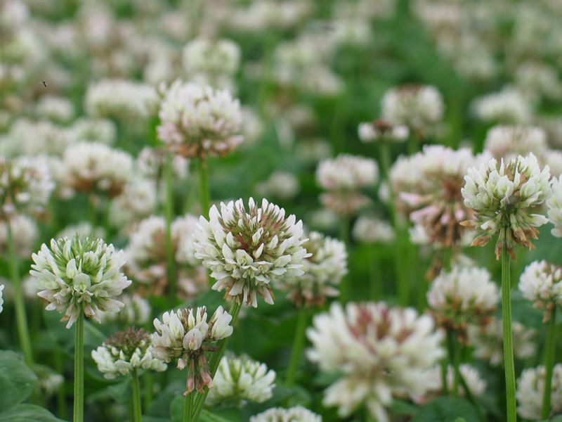 Hvidkløver Munida t. C Øko 2kg