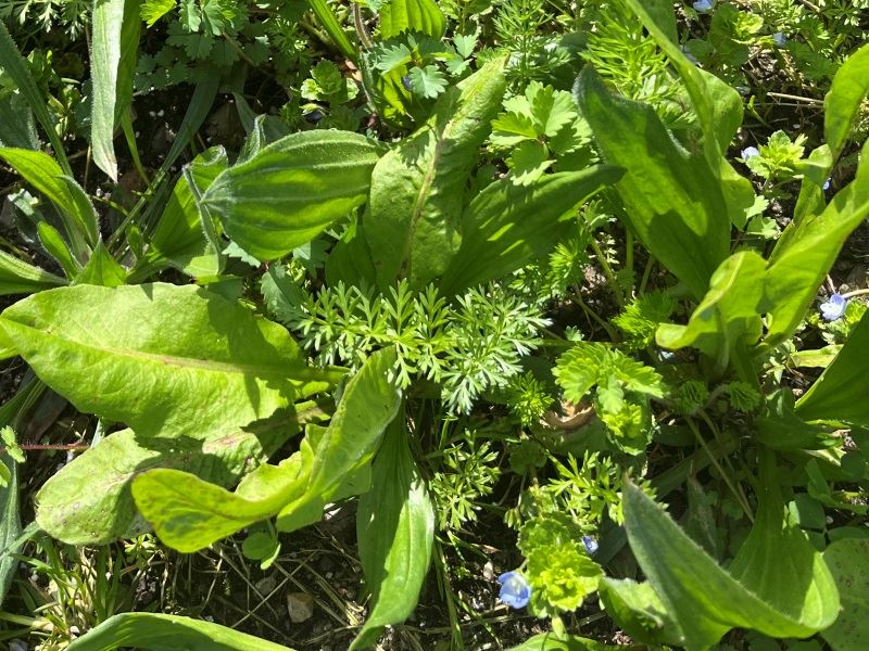 DSV Urteblanding 3-arts, 10 kg