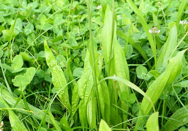 Lancet vejbred Boston 1kg