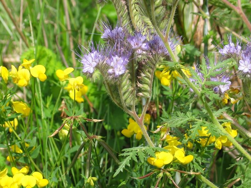 Insektvold-blanding, 1 kg